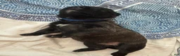 Mixed Breed dogs for sale: Zara - Ad 5