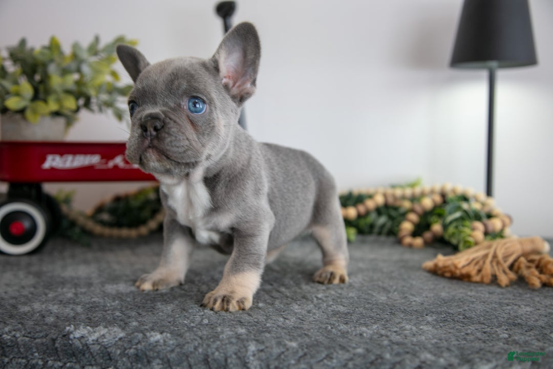French Bulldog dogs for sale: Drew - Ad 2