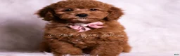 Mini Goldendoodle dogs for sale: Bling Bling - Ad 4