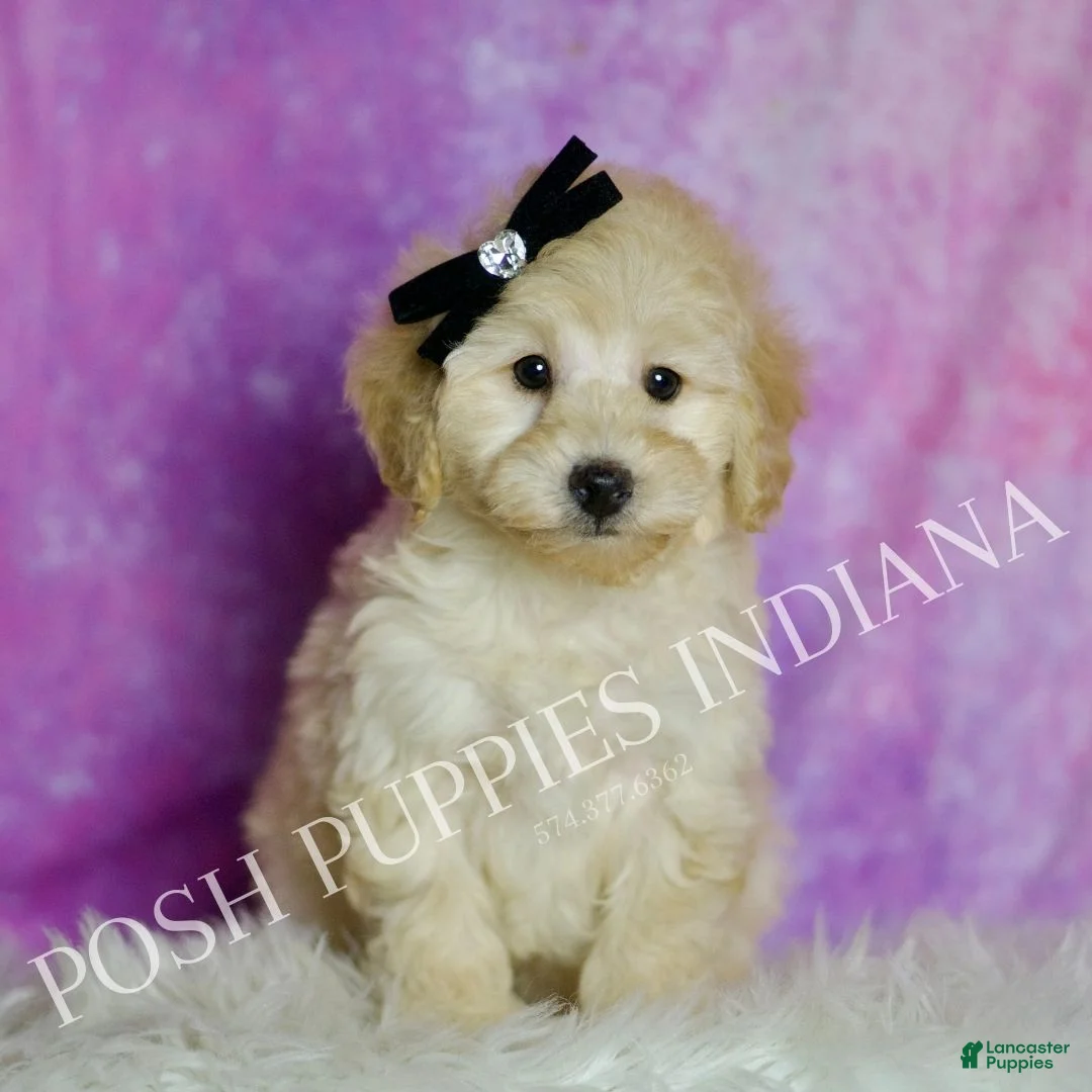 Toy Poodle dogs for sale: Buggy - Ad 2