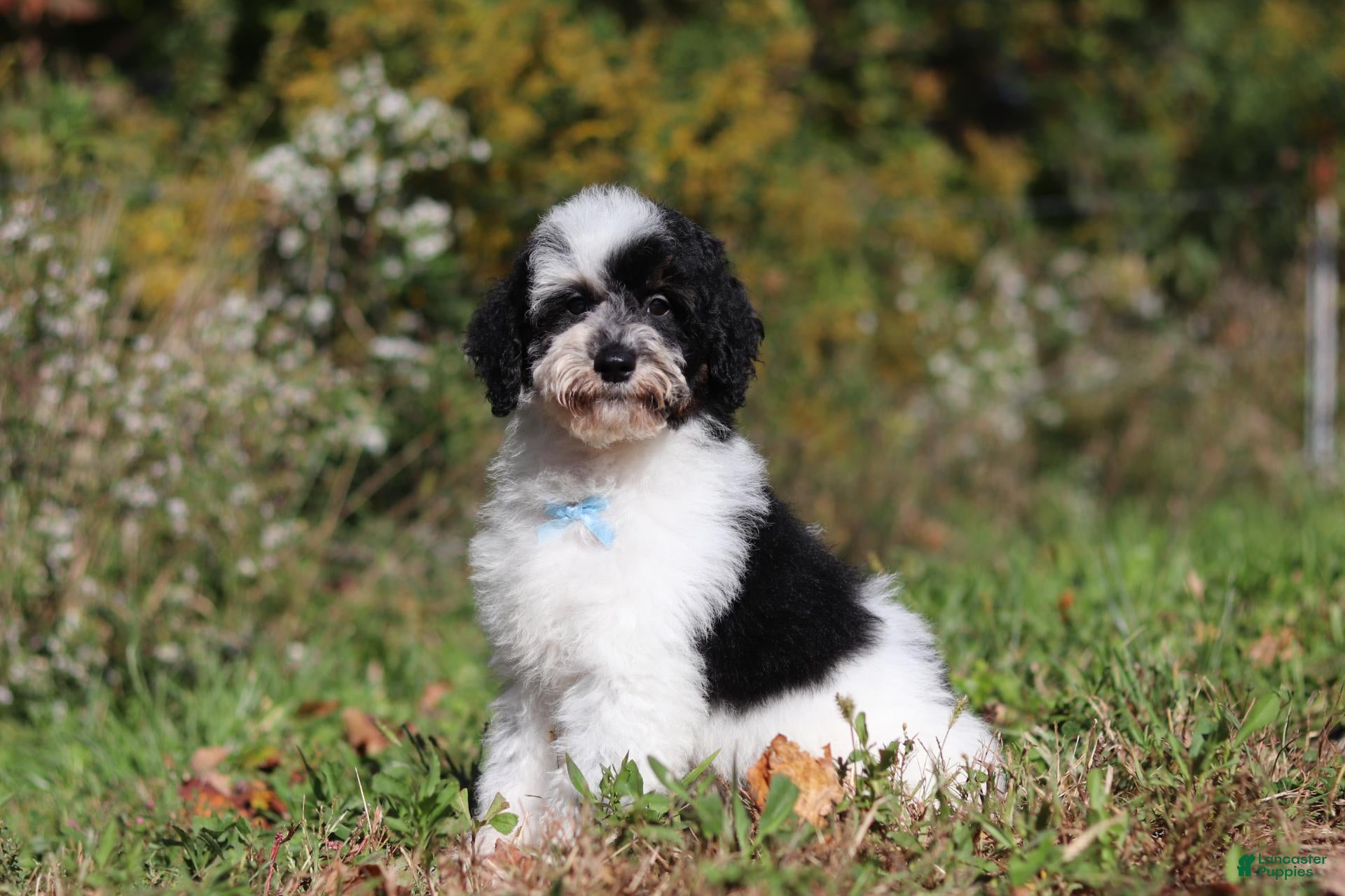 Miniature Poodle dogs Milo (AKC) - Ad 2