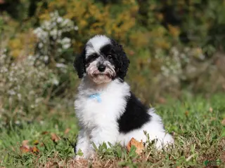 Miniature Poodle dogs Milo (AKC) - Ad 2