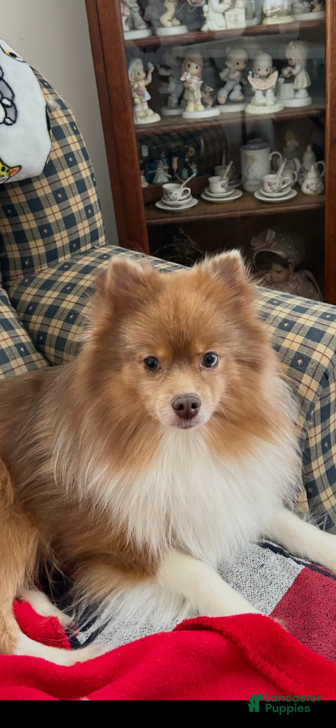 Pomeranian dogs for sale: Lucy - Ad 2