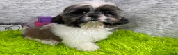 Shih Tzu dogs for sale: Shih Tzu 1 - Ad 2