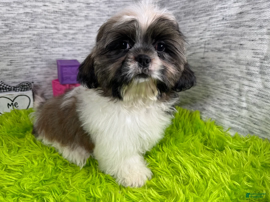 Shih Tzu dogs for sale: Shih Tzu 1 - Ad 2