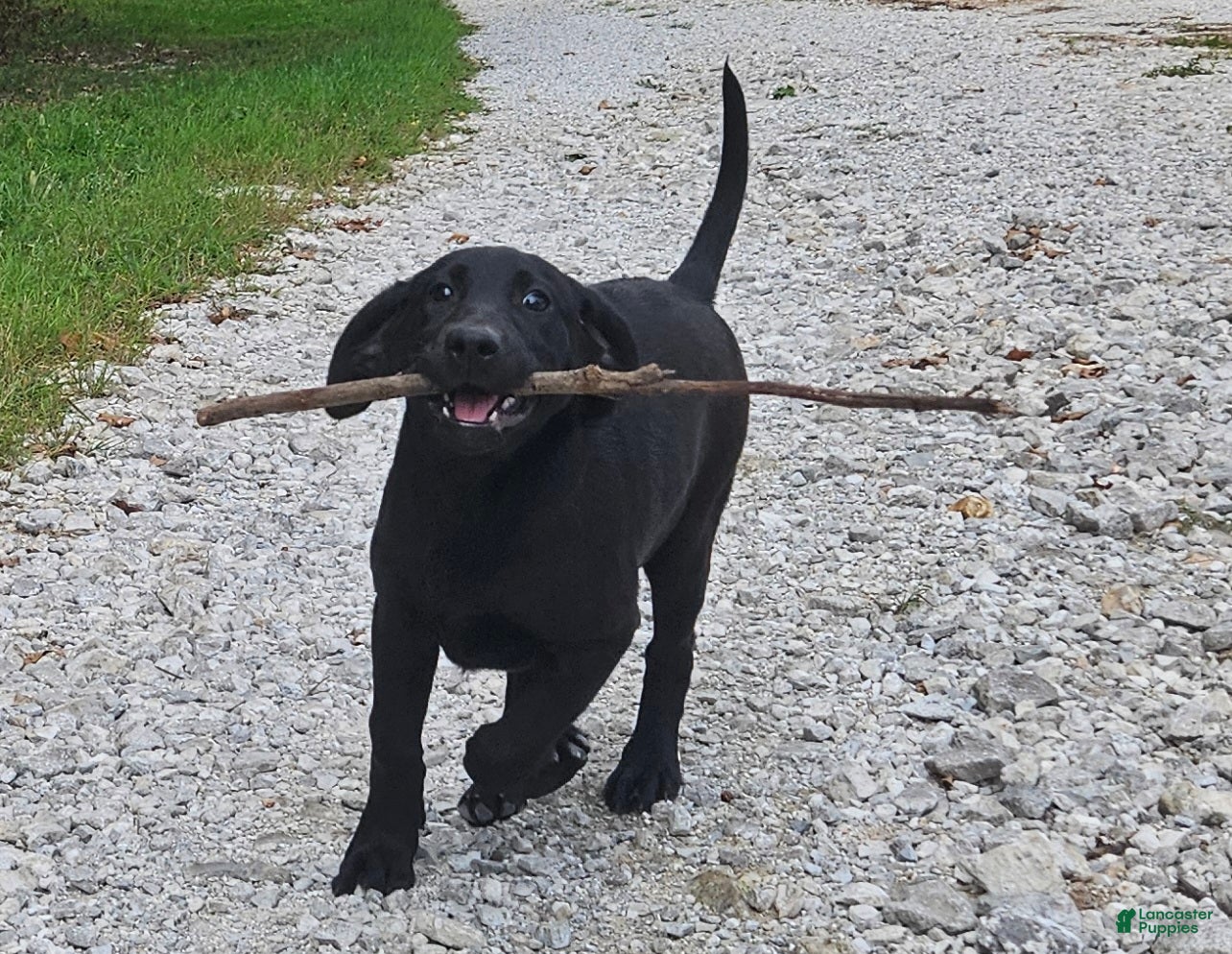 Labrador Retriever dogs Trixie - Ad 15
