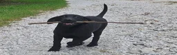 Labrador Retriever dogs for sale: Trixie - Ad 1