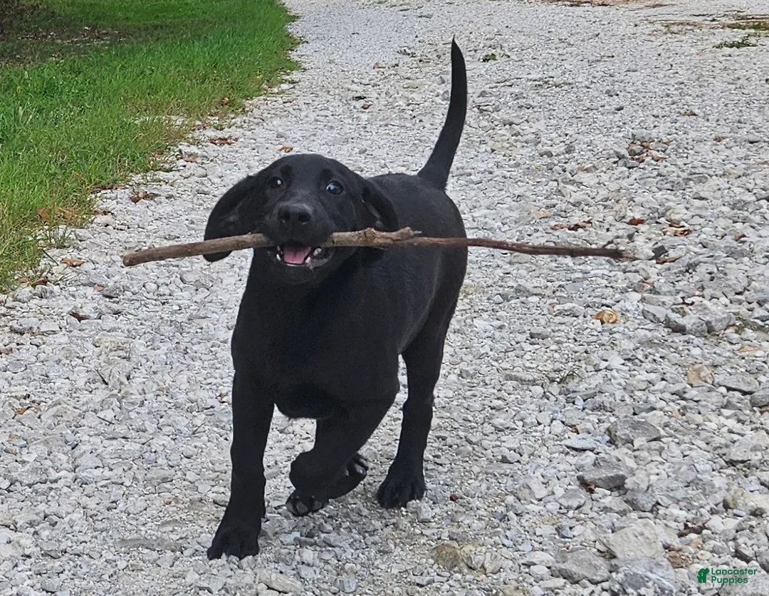 Labrador Retriever dogs for sale: Trixie - Ad 1
