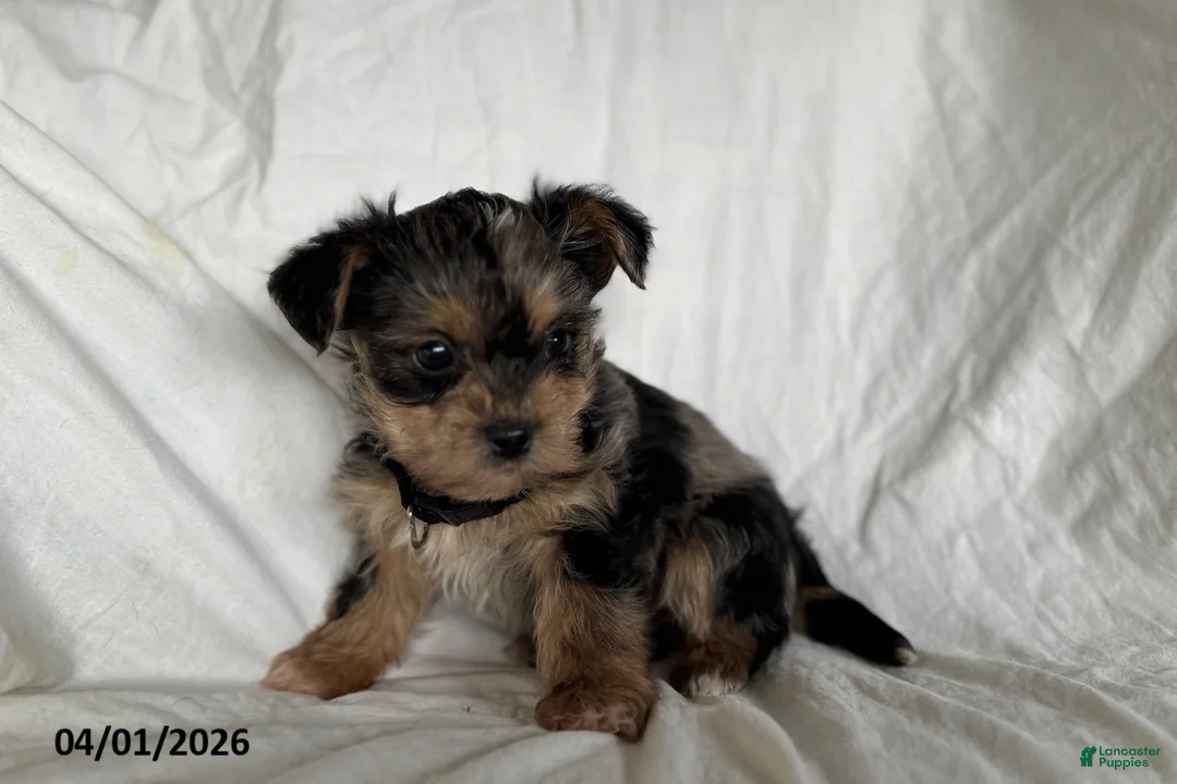 Mixed Breed dogs for sale: Kermit - Ad 5