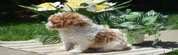 Miniature Poodle dogs for sale: Paisley - Ad 4