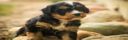 Mini Bernedoodle dogs for sale: Boone F1 Mini Bernedoodle  - Ad 4