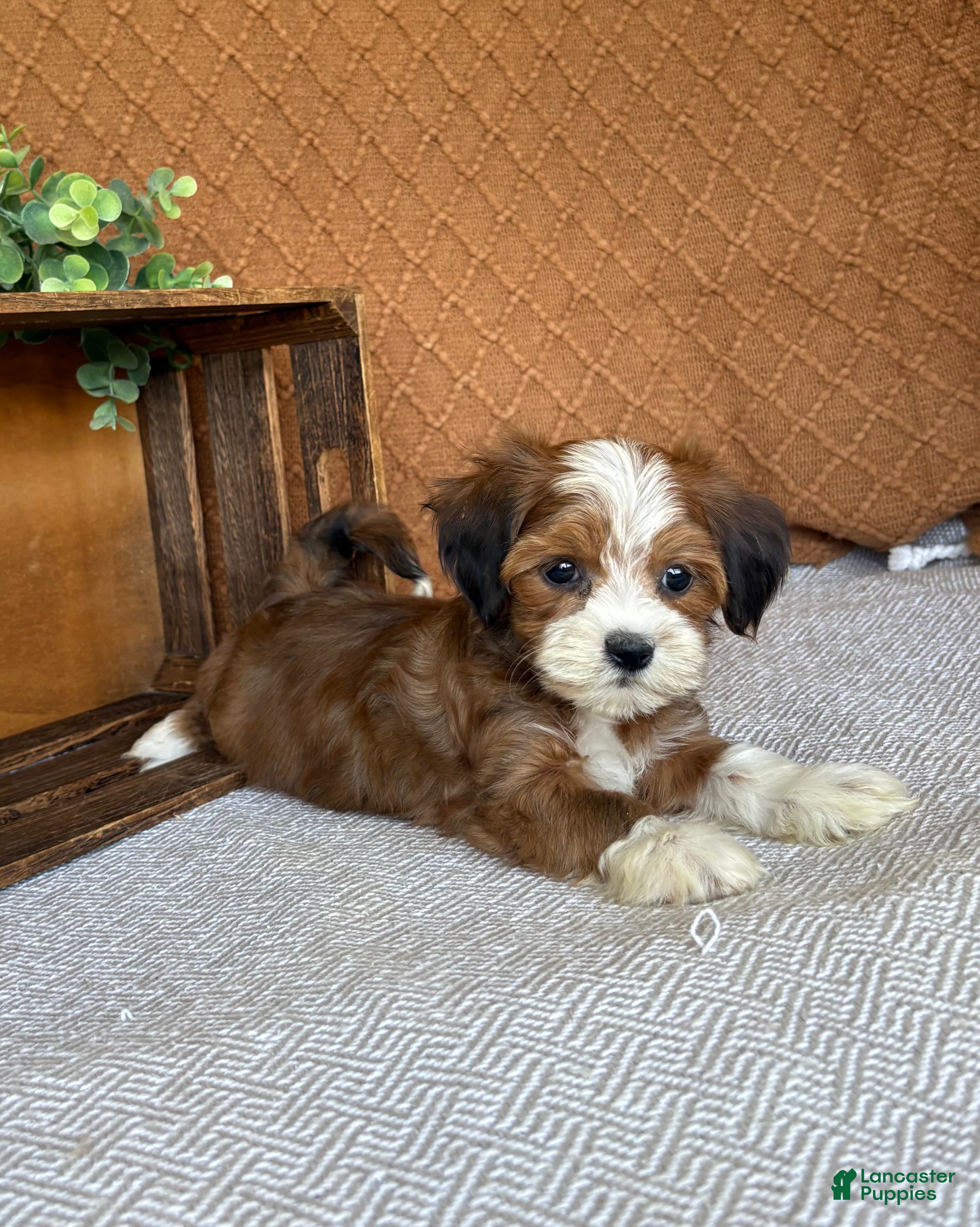 Havanese dogs Laura  - Ad 2