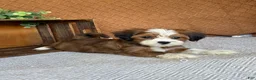 Havanese dogs for sale: Laura  - Ad 2