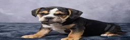 Beabull dogs for sale: Stella - Ad 2