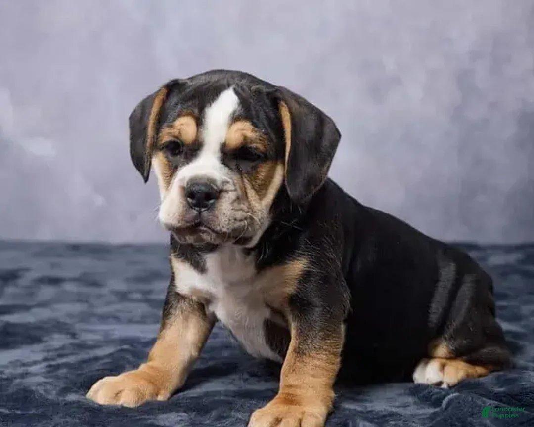 Beabull dogs for sale: Stella - Ad 2