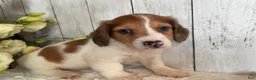 Miniature Dachshund dogs for sale: Luke - Ad 3