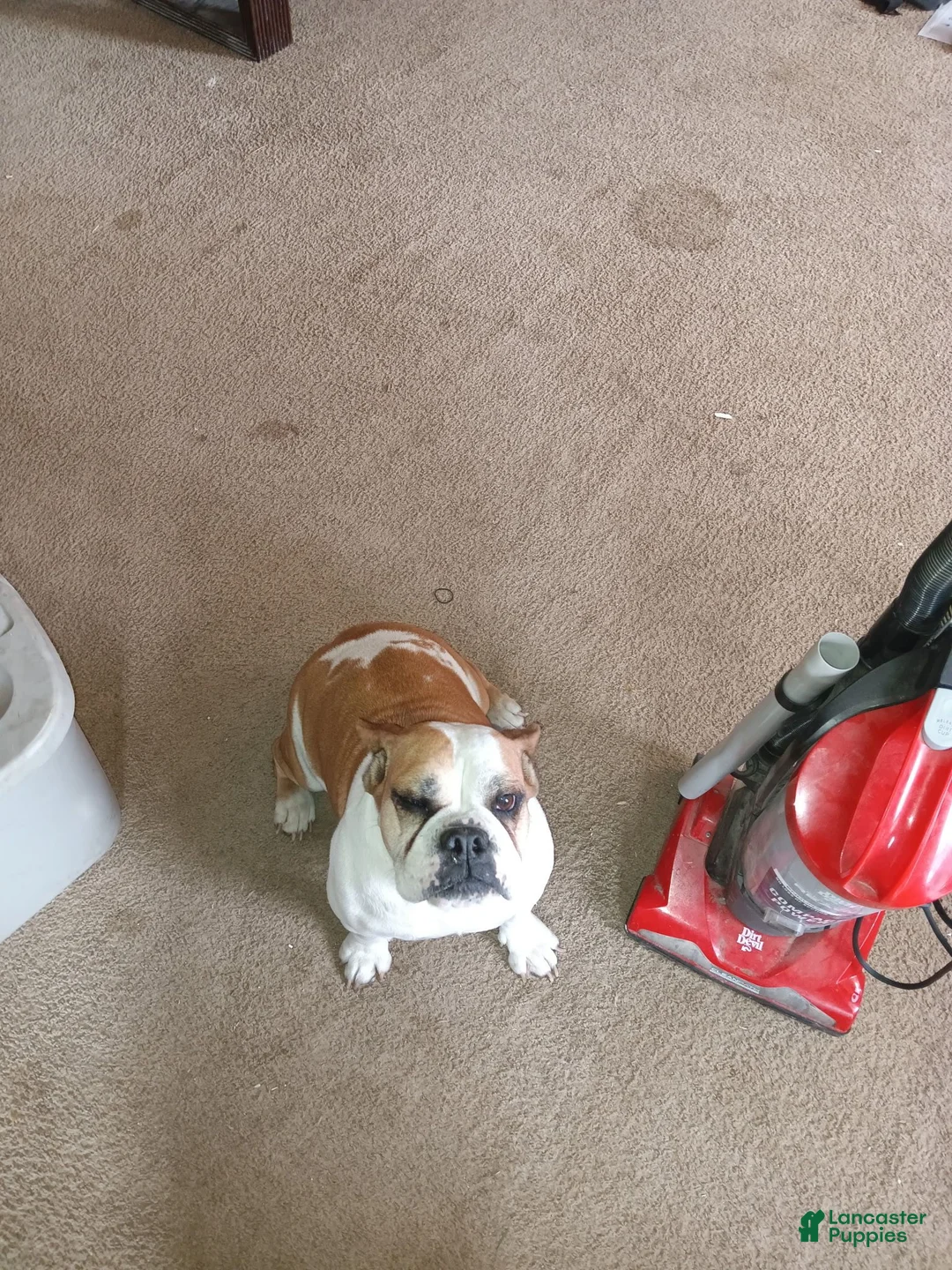 English Bulldog dogs for sale: English Bulldog 3 - Ad 4