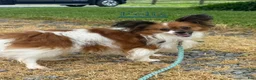 Papillon dogs for sale: Roxy  - Ad 7