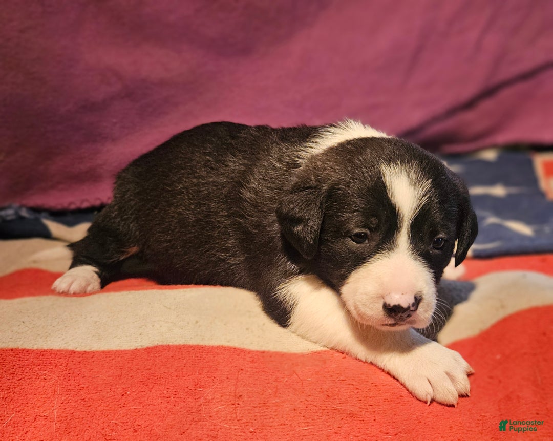 Border Collie dogs for sale: Buffy - Ad 4