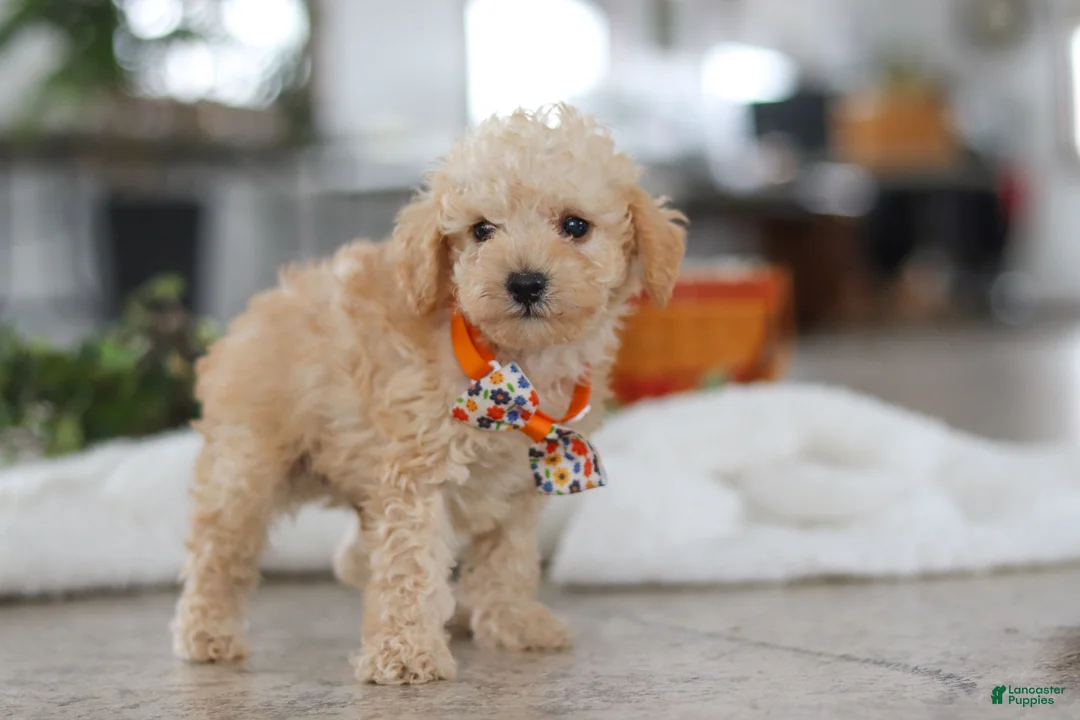 Schnoodle dogs for sale: Atlas - Ad 4