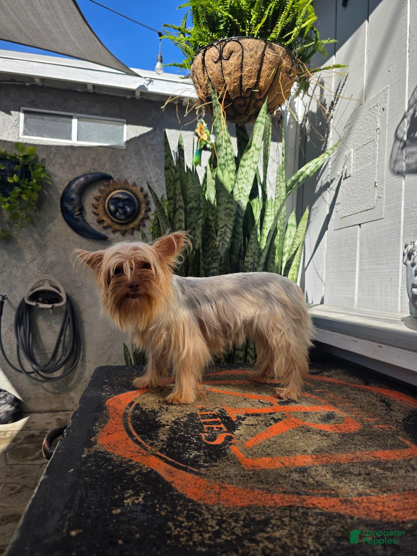 Yorkshire Terrier dogs Mrs Brawny  - Ad 2