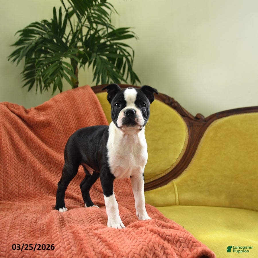 Boston Terrier dogs Sparkles - Ad 2