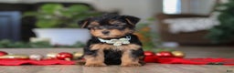 Morkie dogs for sale: Bailey - Ad 4