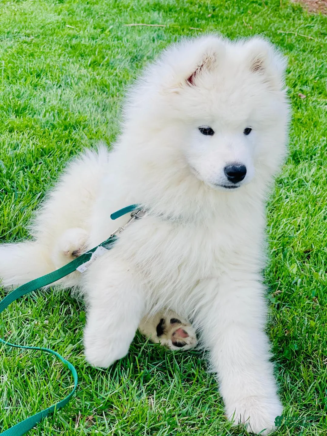 Samoyed dogs for sale: Leo - Ad 1
