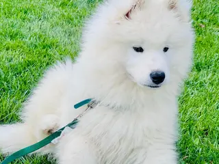 Samoyed dogs Leo - Ad 21