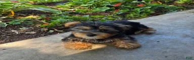 Yorkshire Terrier 1
