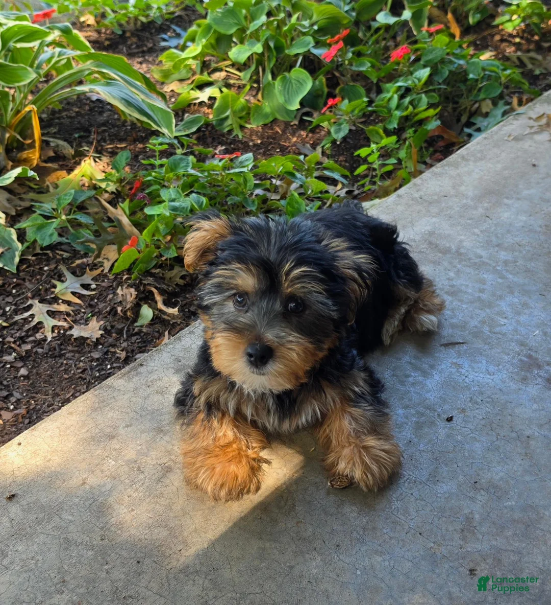 Yorkshire Terrier dogs for sale: Yorkshire Terrier 1 - Ad 1