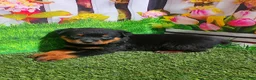 Rottweiler dogs for sale: Mason - Ad 4
