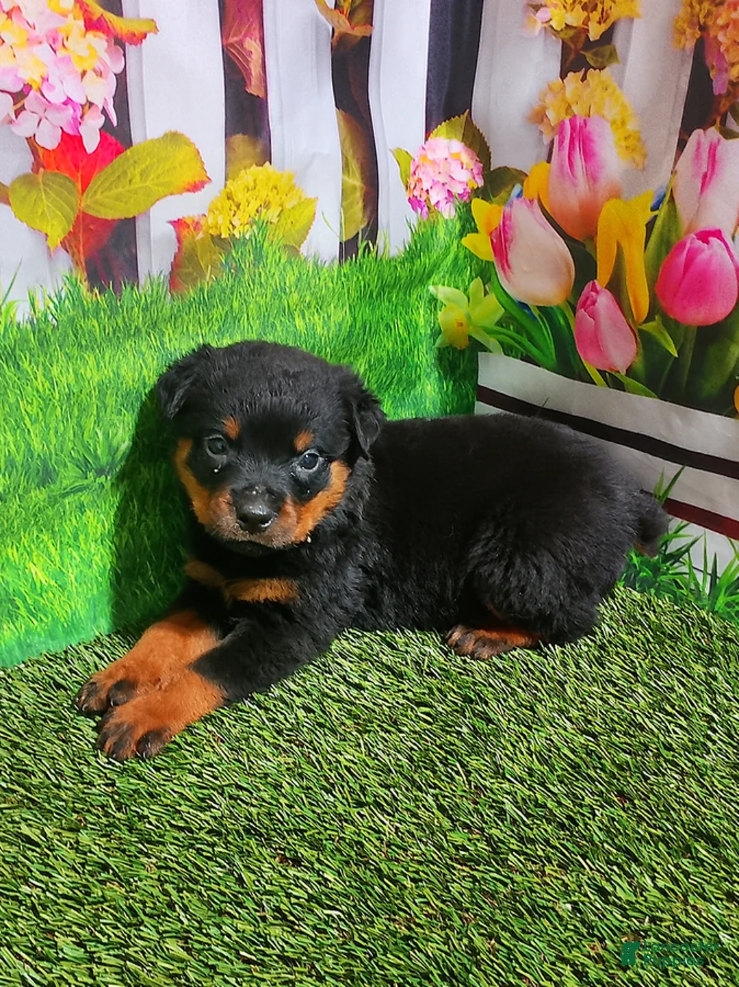 Rottweiler dogs for sale: Mason - Ad 4