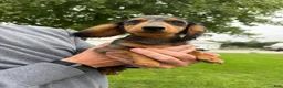 Miniature Dachshund dogs for sale: Chuck - Ad 4