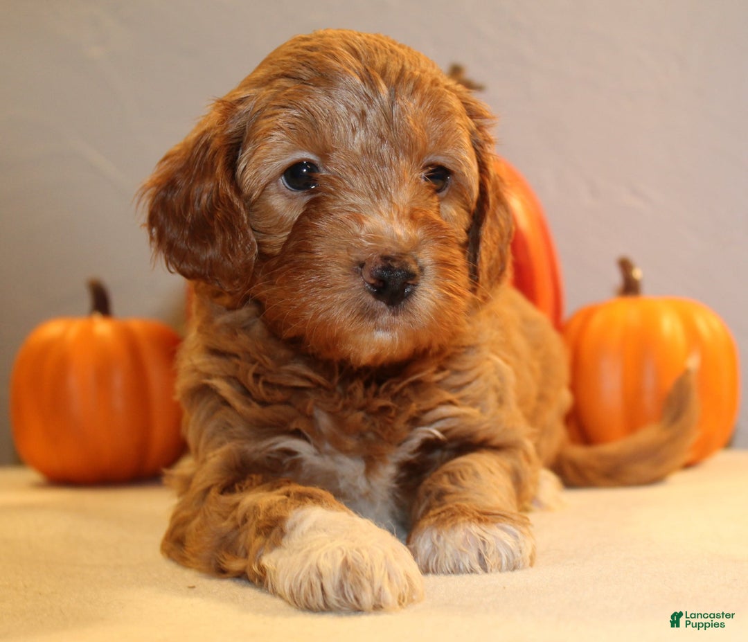 Mini Aussiedoodle dogs for sale: Hazel - Ad 9
