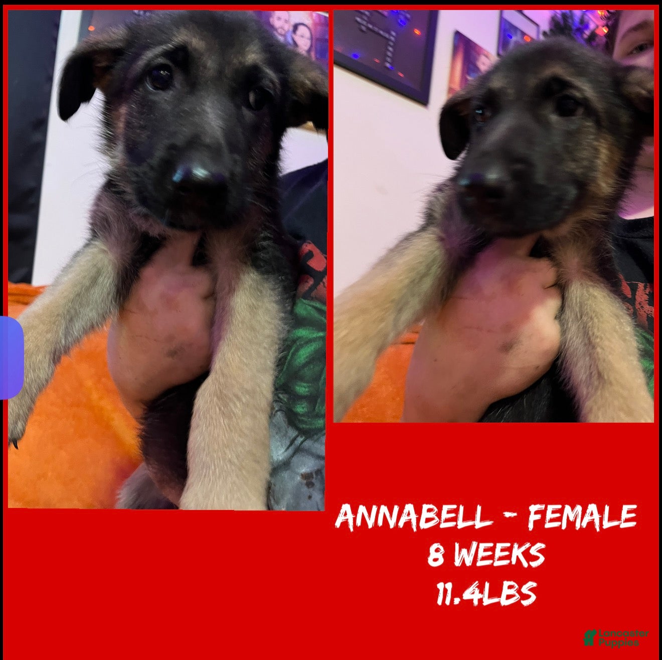 German Shepherd dogs for sale: Annabelle  - Ad 1