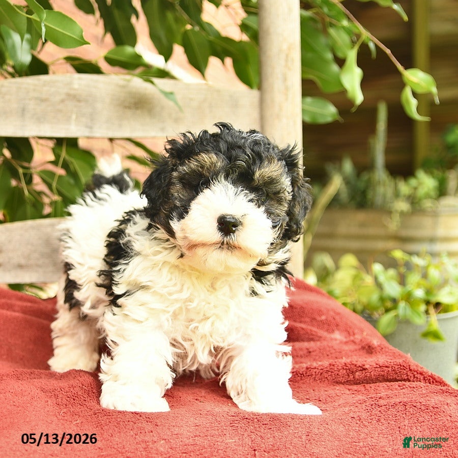 Yorkiepoo dogs Cannoli  - Ad 2