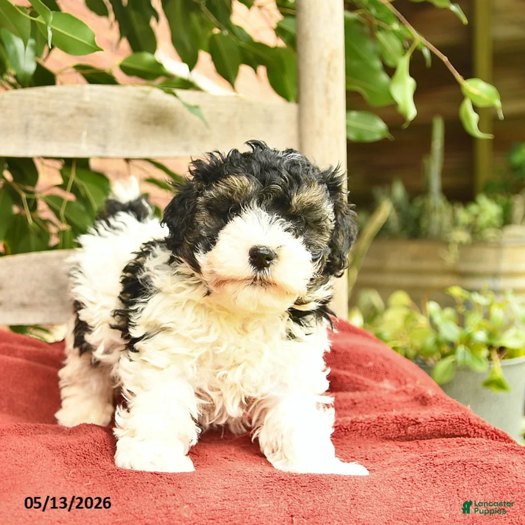 Yorkiepoo dogs for sale: Cannoli  - Ad 2