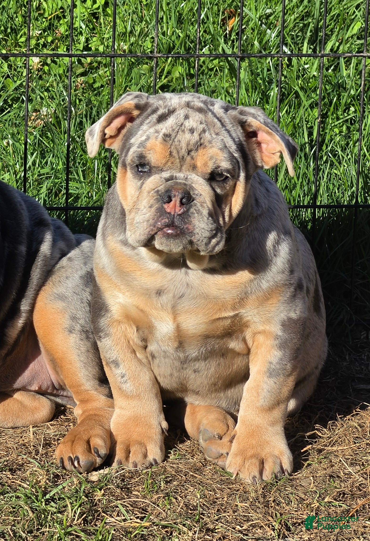 English Bulldog dogs Tinsel the blue merle  - Ad 1