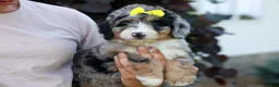 Mini Bernedoodle dogs for sale: 🐾 Peaches 🐾 - Ad 2