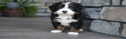 Mini Bernedoodle dogs for sale: Carla - Ad 10