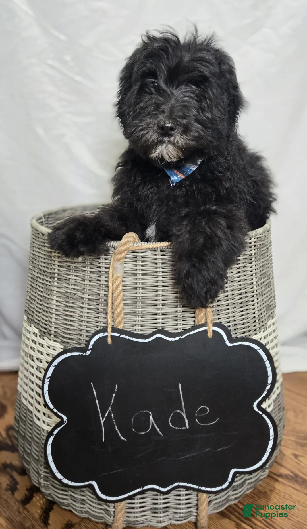 Mini Sheepadoodle dogs for sale: Kade - Ad 2