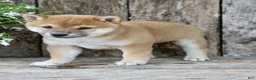 Shiba Inu dogs for sale: Cookie - Ad 4