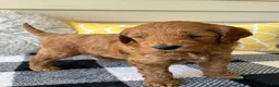 Mini Goldendoodle dogs for sale: Mini Goldendoodle “Ollie” - Ad 8