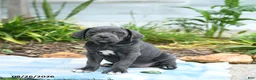 Cane Corso dogs for sale: Winslet - Ad 1