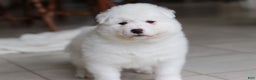 Samoyed dogs for sale: Alvin - Ad 8