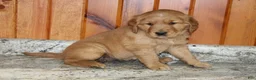 Golden Retriever dogs for sale: Stella - Ad 2