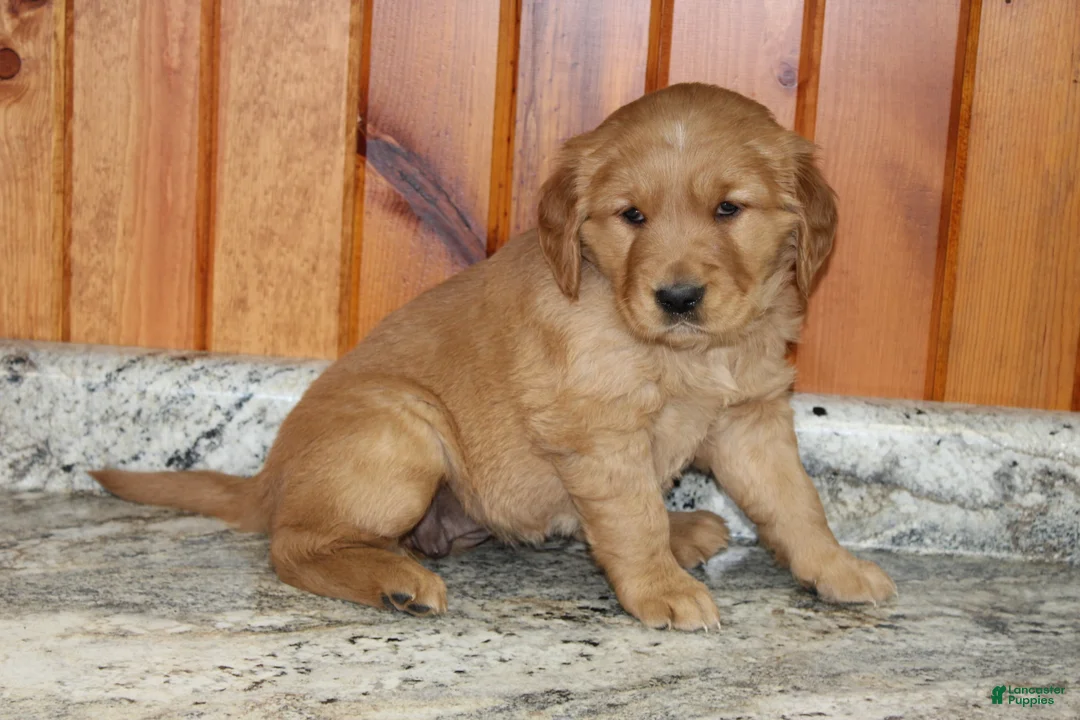 Golden Retriever dogs for sale: Stella - Ad 2