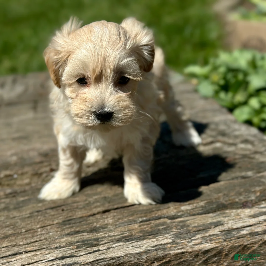 Maltipoo dogs for sale: Daisy - Ad 1
