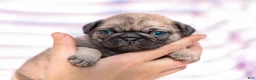 Pug dogs for sale: Ella - Ad 2